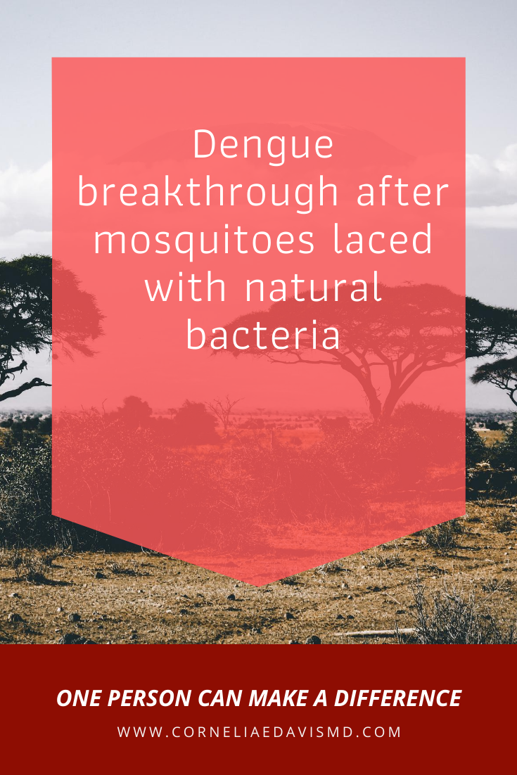 A new study from Indonesia where Dengue is endemic&nbsp;found that releasing mosquitoes infected with the bacteria  &nbsp;Wolbachia  &nbsp;into parts of Yogyakarta city reduced the number of dengue infections by 77% compared with untreated areas.   https://www.theguardian.com/global-development/2020/aug/27/dengue-breakthrough-after-mosquitoes-laced-with-natural-bacteria?CMP=Share_iOSApp_Other &nbsp; &nbsp; &nbsp;